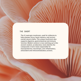 Superfeast | Lion’s Mane Mushroom Powdered Extract 100g