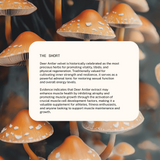 Superfeast | Deer Antler Powdered Extract 70g (miron)